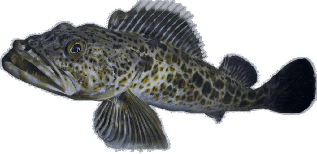 Ling Cod