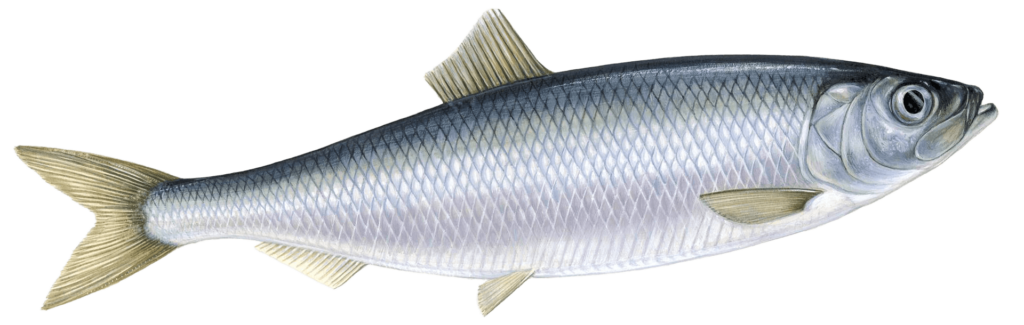 Herring