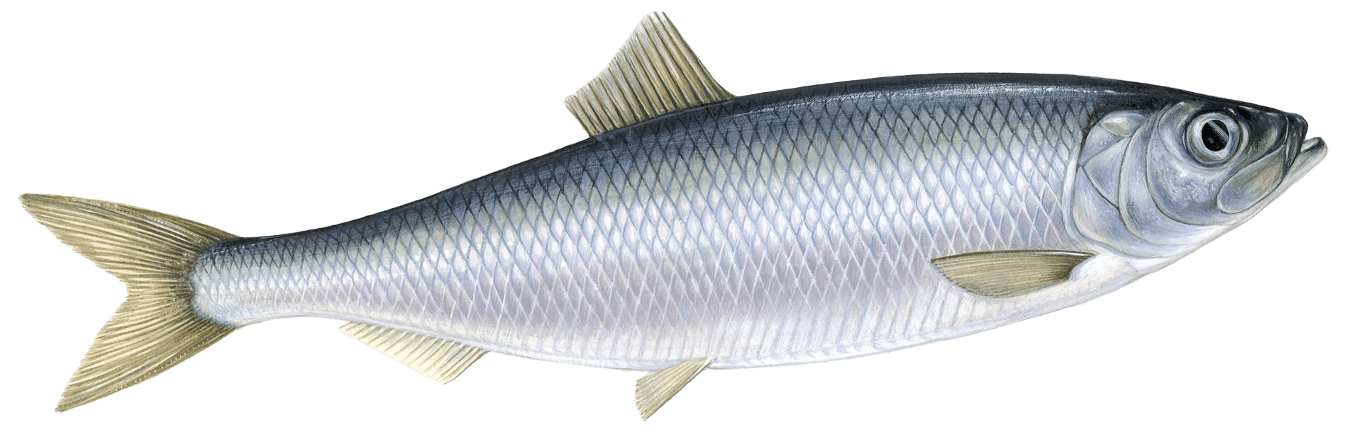 Herring